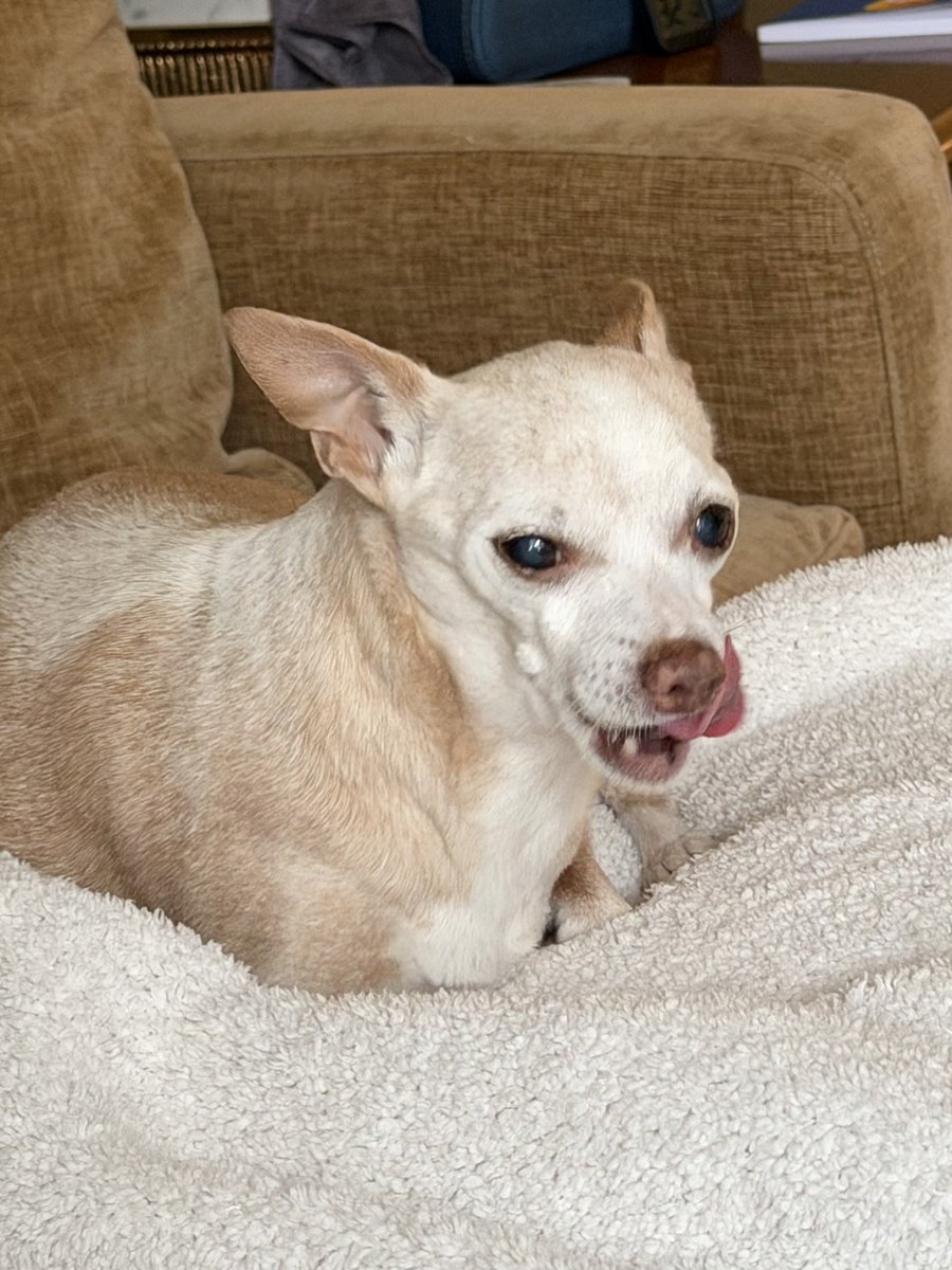 JackJack’s Journal tweet media