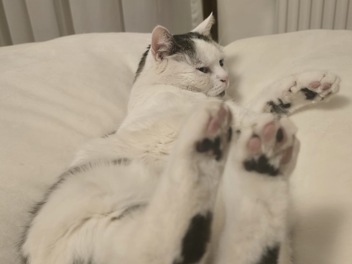 Ruffka🐏🧋 tweet media