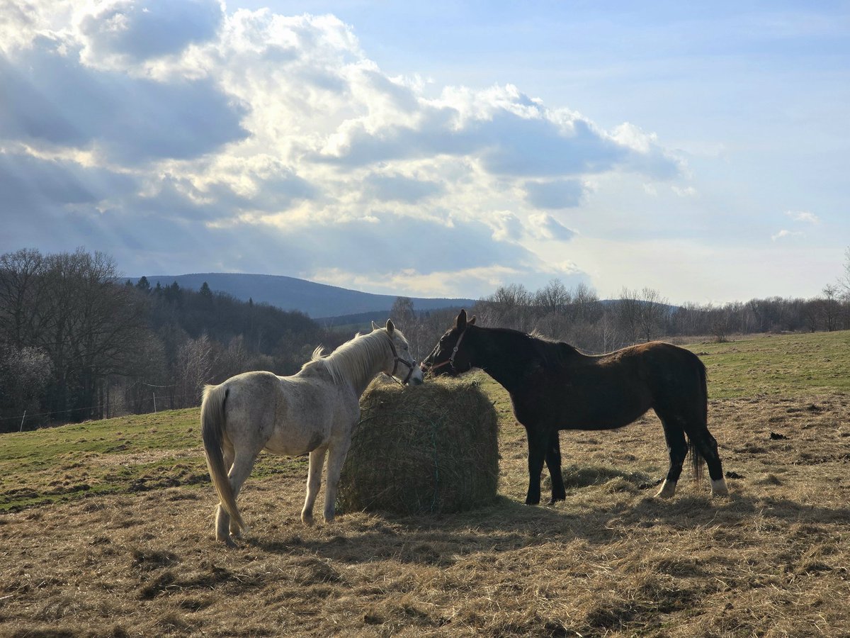 Ruffka🐏🧋 tweet media