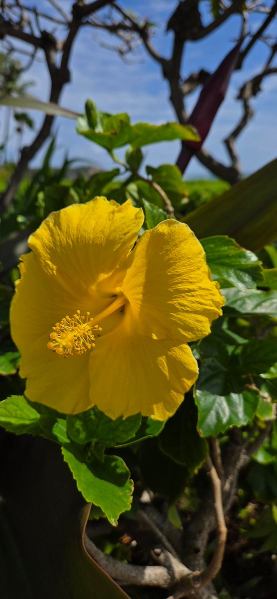 Poe Aloha tweet media