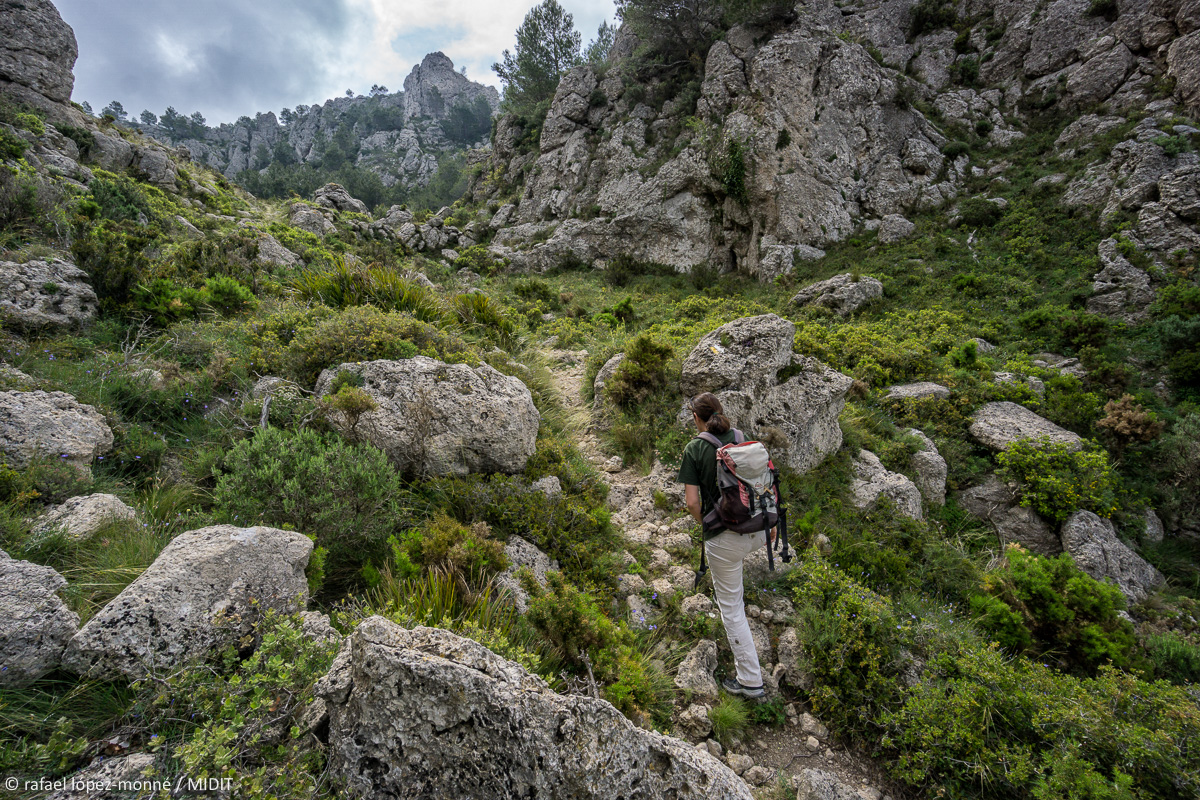 TerresdeMestral's tweet photo. #CamíDeMestral, imponents #panoràmiques i contrastos, la #vegetació fent-se camí entre la #pedra 🌳⛰️
Benvinguts al cor verd de les #TerresDeMestral 💚😍

Foto: @lopezmonne 
#RutaCircular a les #TerresDeMestral
#4etapes
#OutdoorPark de #mar i #muntanya 💙😍💚
#natura
#esport https://t.co/b98soqMDpf
