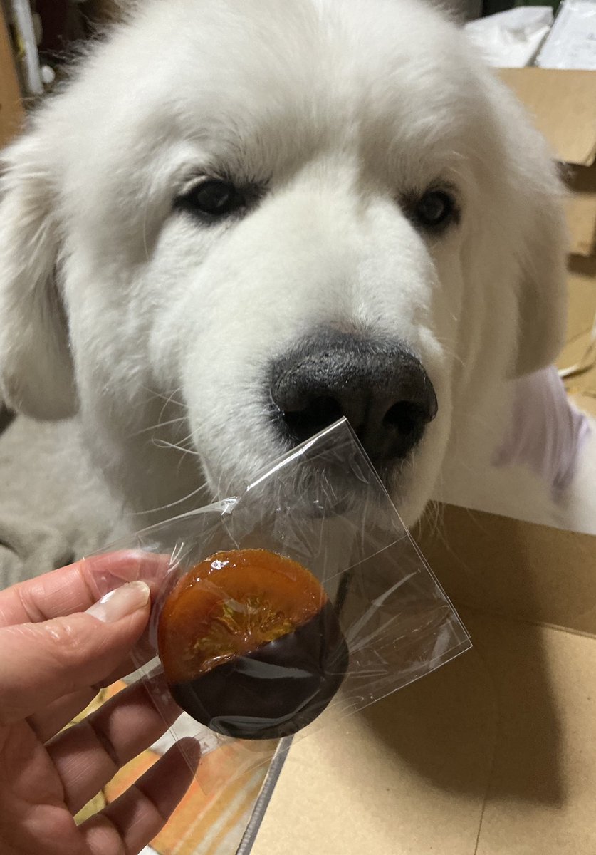 Akiko Naitoh tweet media