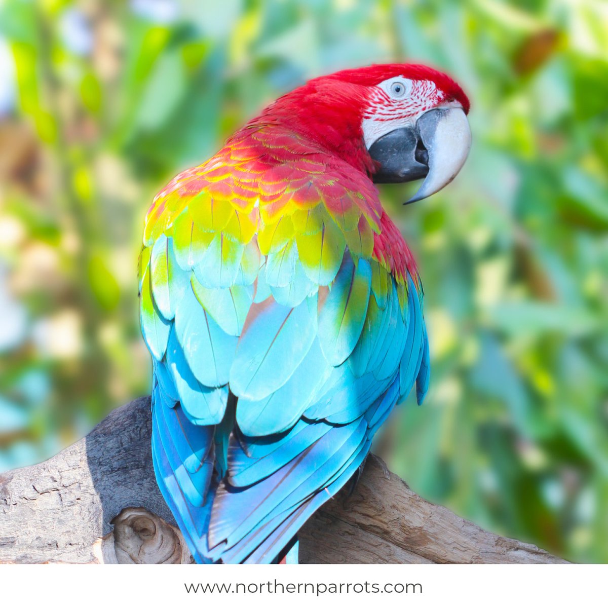 Northern Parrots tweet media