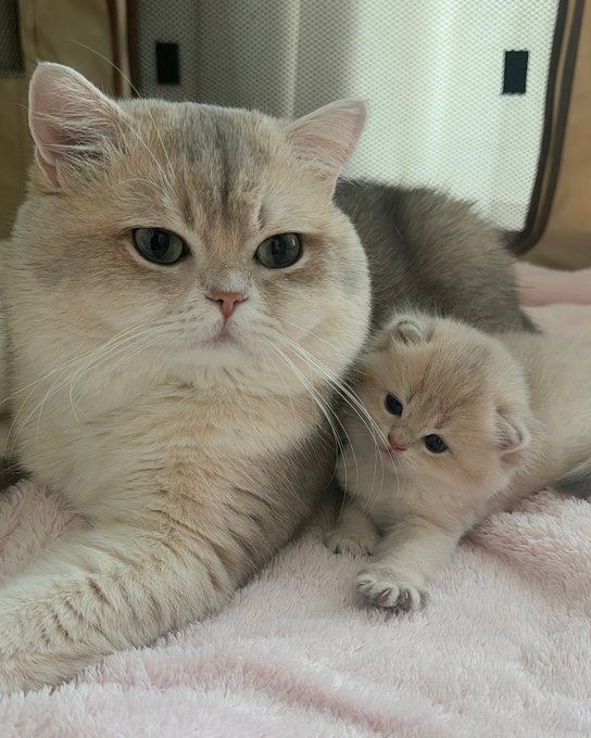 Cats all the way tweet media