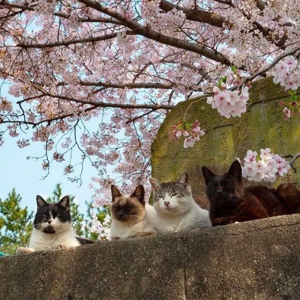 Fae°❀⋆. tweet media