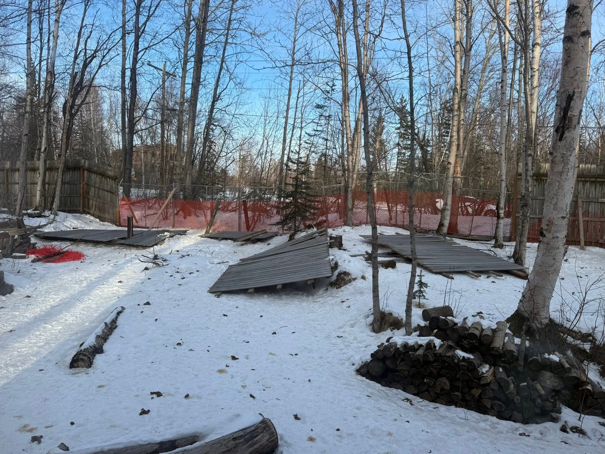 Willow and Jaxin Beagle tweet media