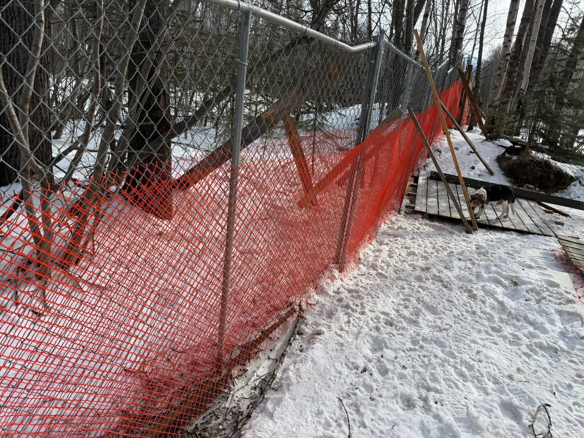 Willow and Jaxin Beagle tweet media