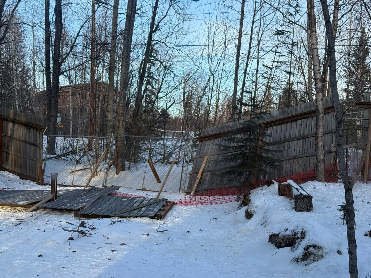 Willow and Jaxin Beagle tweet media