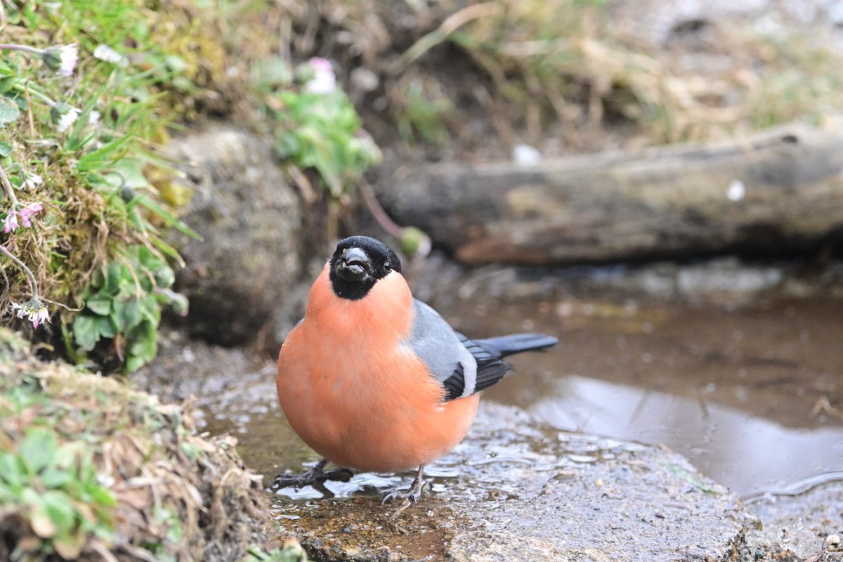 Iva Callegari tweet media