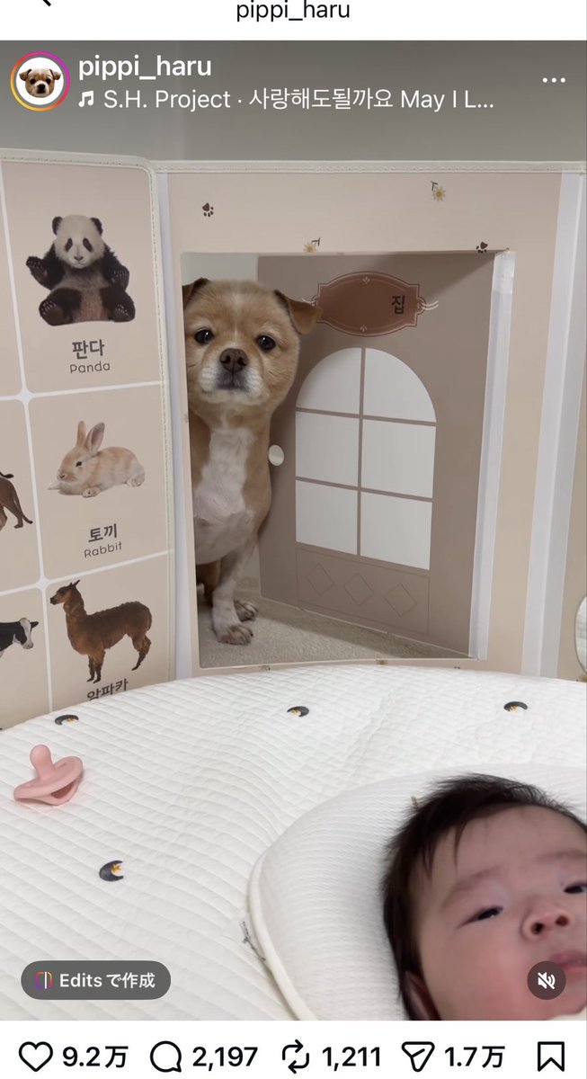 ぴーち（若返りオタクの愛犬家） tweet media