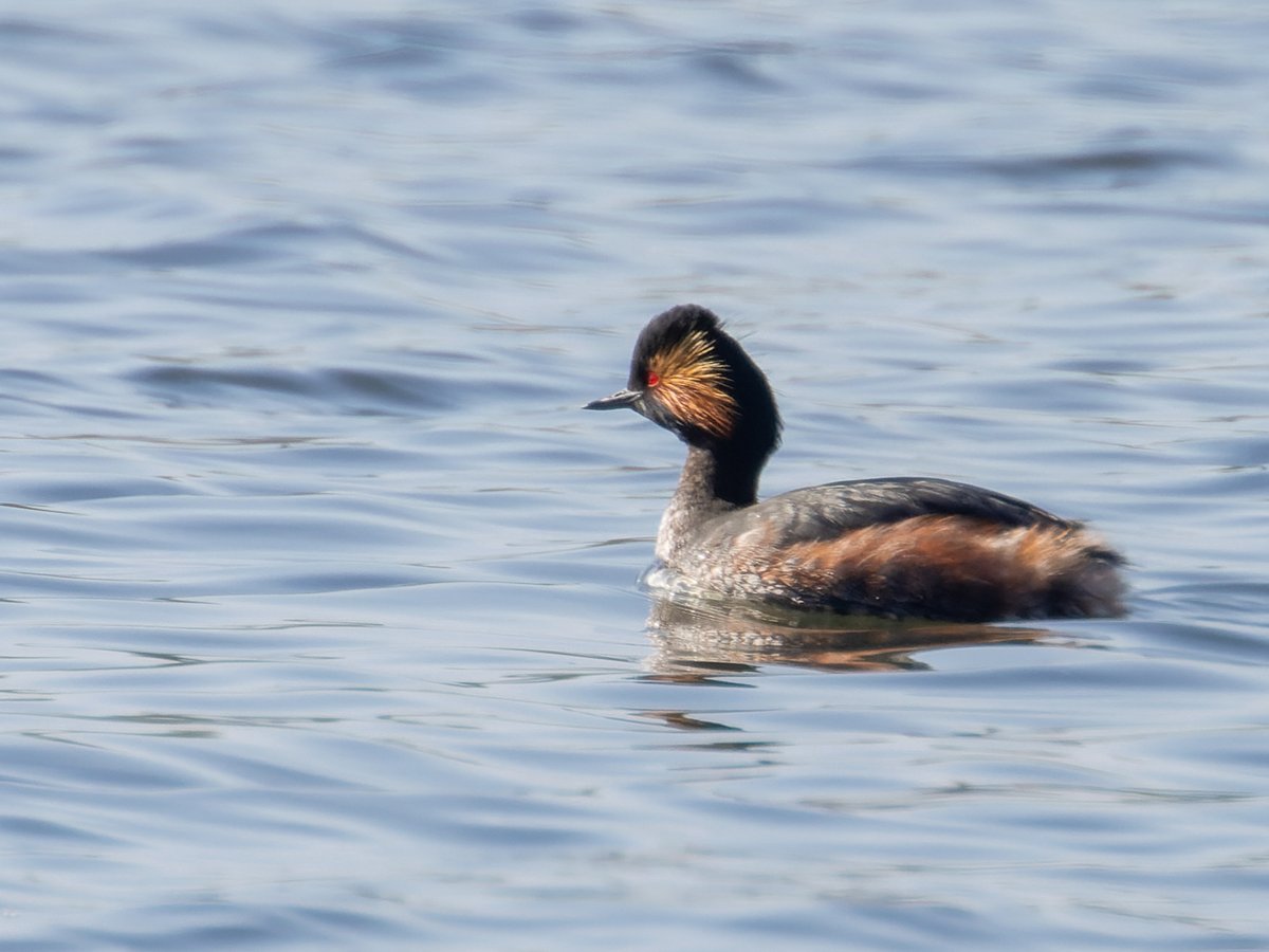 Pete Sutton tweet media