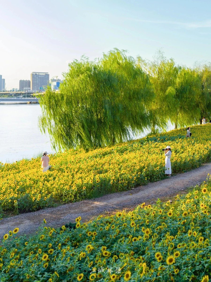 Smey GFx tweet media