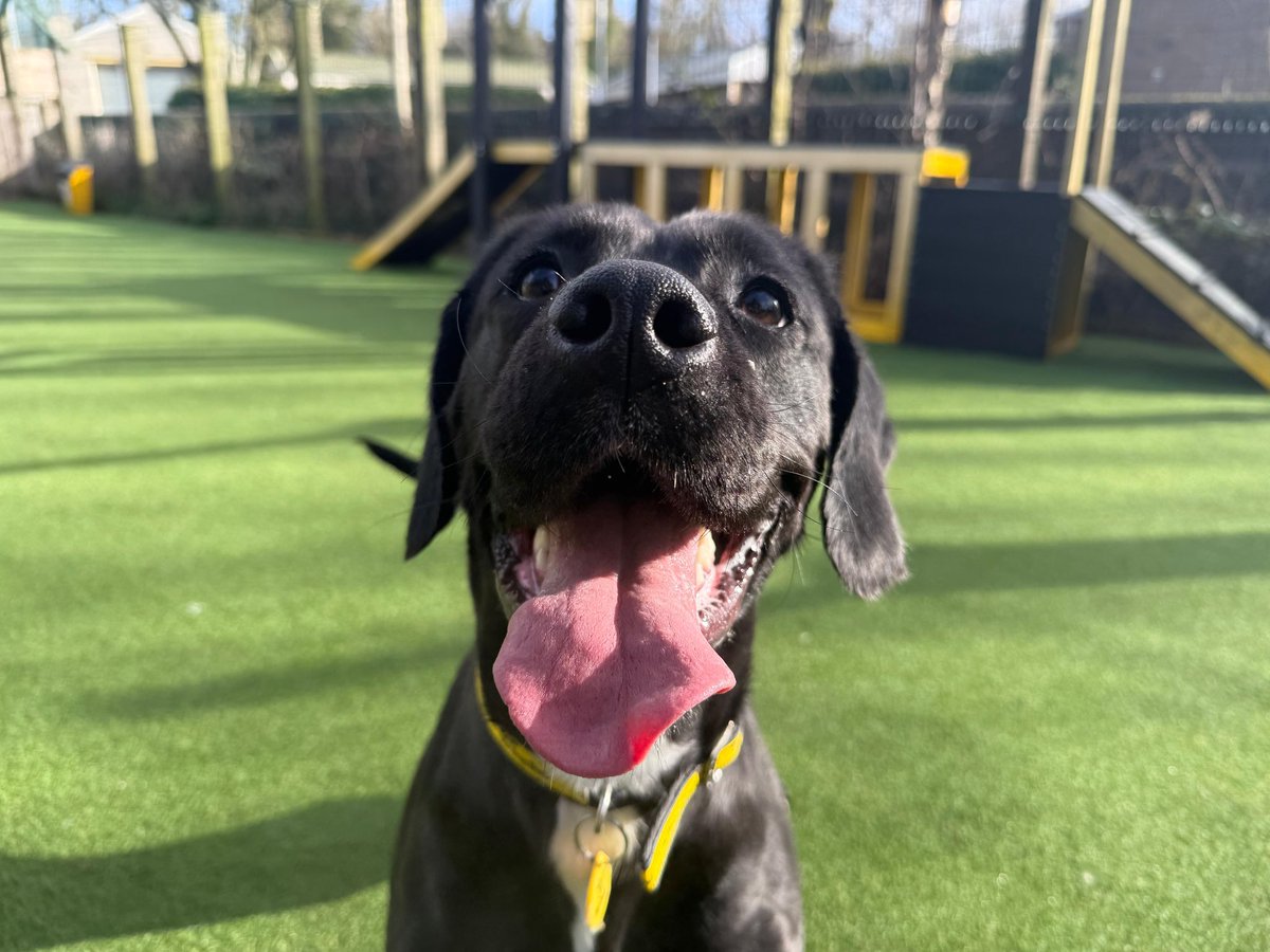 Dogs Trust Glasgow tweet media