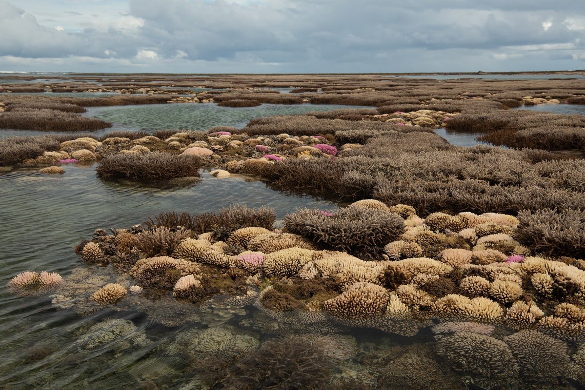 Climate Observer tweet media