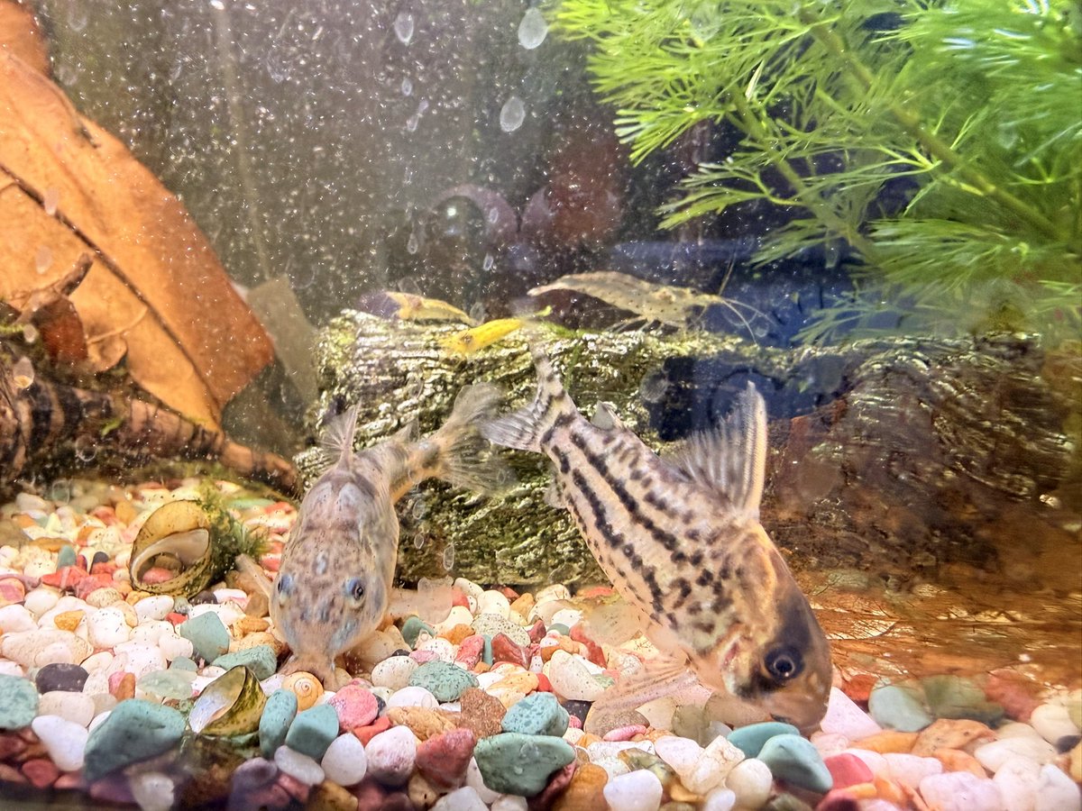 co.シュワルツィと 
餌ずぼぼぼぼco.パレアタス
と、突然変異したゴールデンミナミヌマエビ
ミナミヌマエビはうちでブリードした子です(勝手に増える)