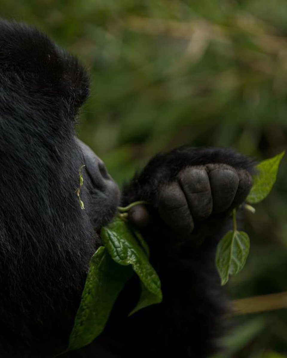 Mist Rwanda Safaris tweet media