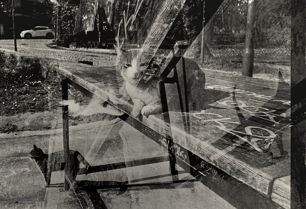 διπλοτράβηγμα αθέλητο
accidental double-exposure
#felidae #feliscatus #cats
#chemicalphotography
aka #analogphotography
#chemodigitalphotography
#monochromaticphotography
#blackandwhitephotography
#foma ortho400 #35mm
#slr #dk50
📷ΣΔ [2026]