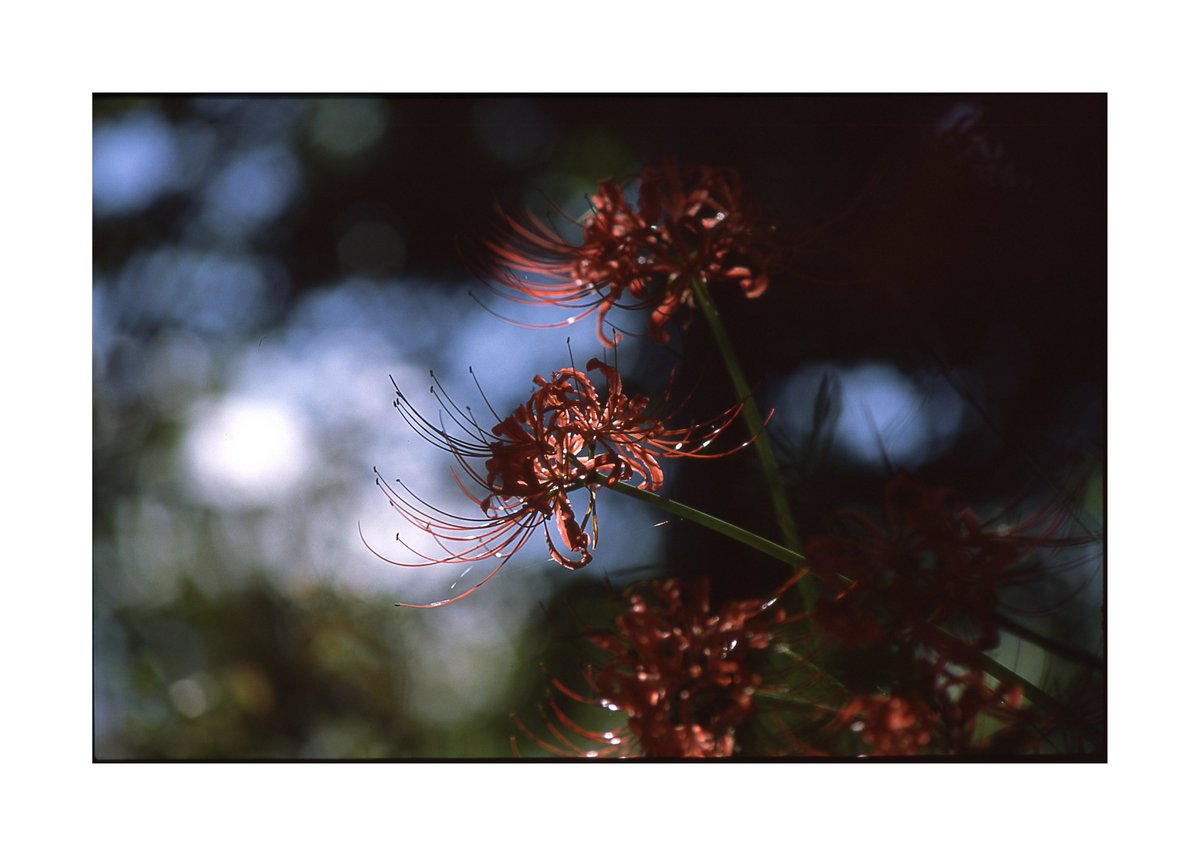 のがみ tweet media