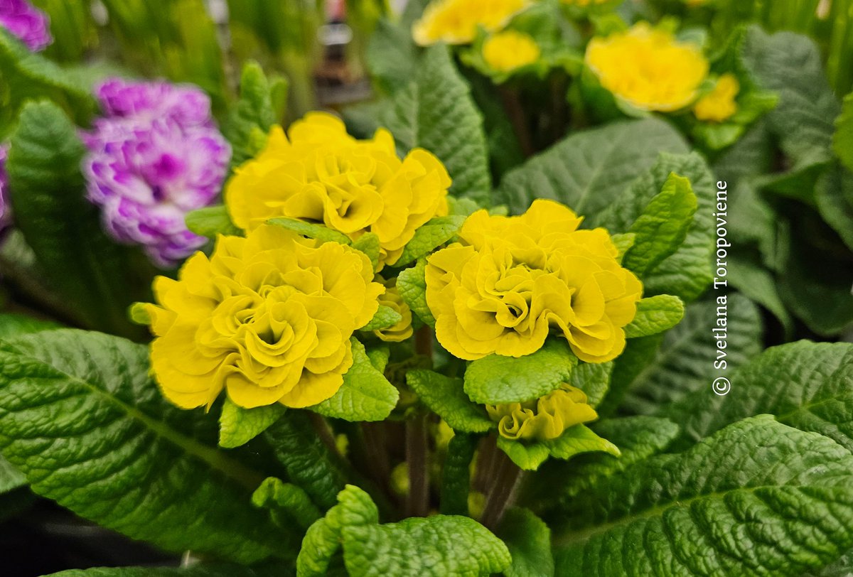 Svetlana Toropovienė ® tweet media