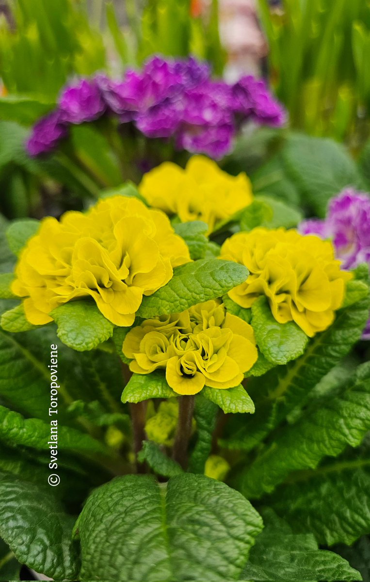 Svetlana Toropovienė ® tweet media