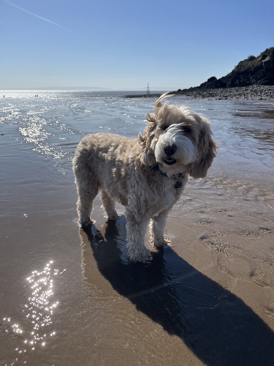 MissBella tweet media