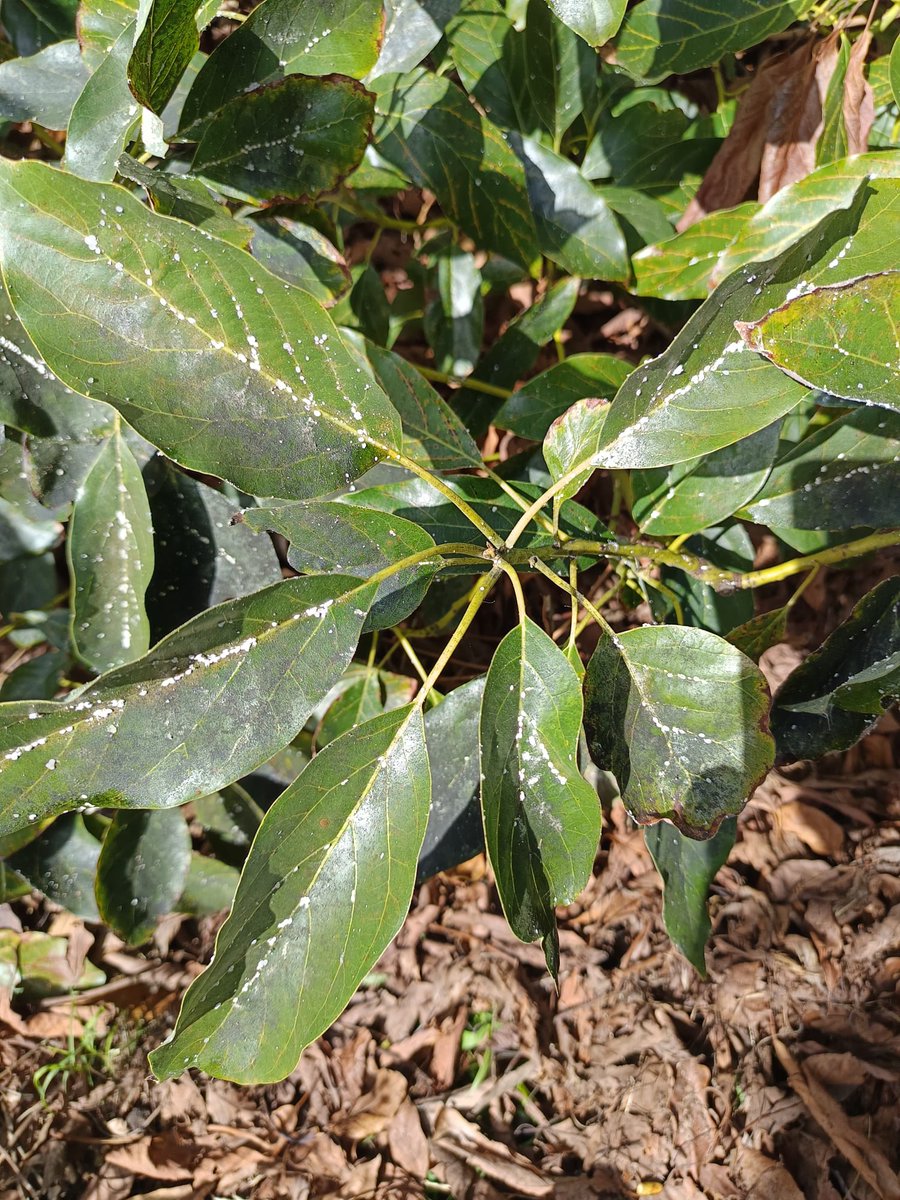 Union de Uniones tweet media