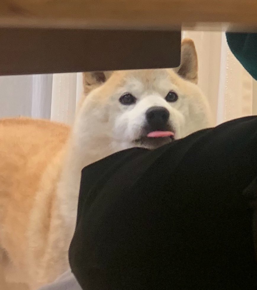 しかご tweet media