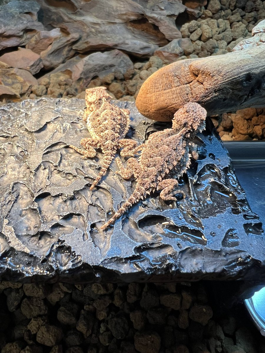 【＋libero. monster box】 〜上昇志向で自由な怪物の箱〜 tweet media