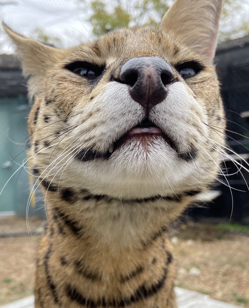 BRAWLIIN 💢🌈 VTUBER tweet media