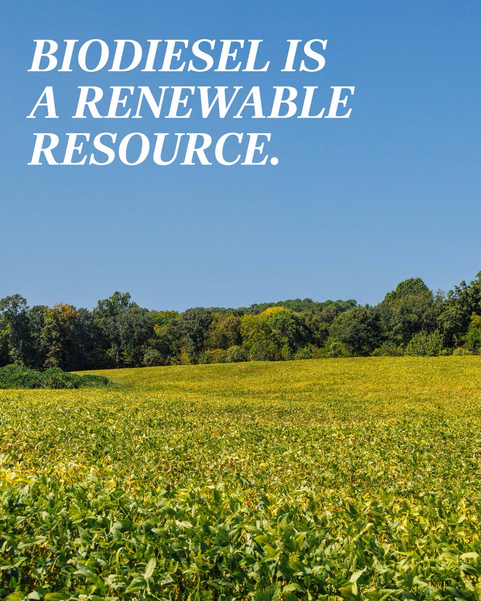 Tennessee Soybean tweet media