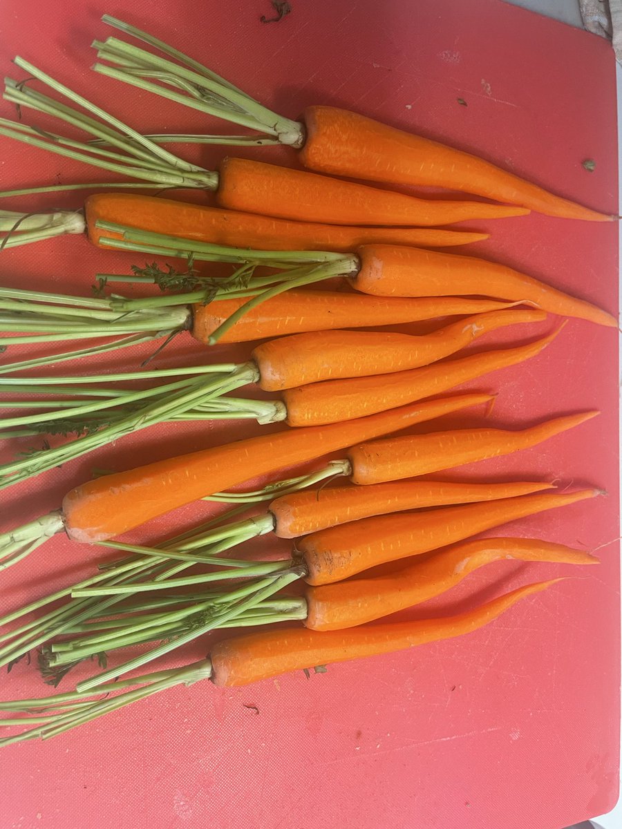 Ruairí Ó Cléirigh 🇮🇪🇺🇸 tweet media