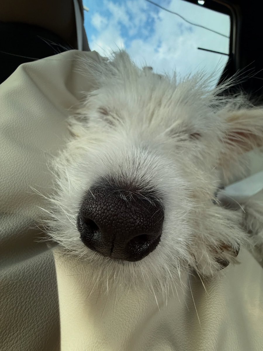 Aibi .s🇺🇸 tweet media