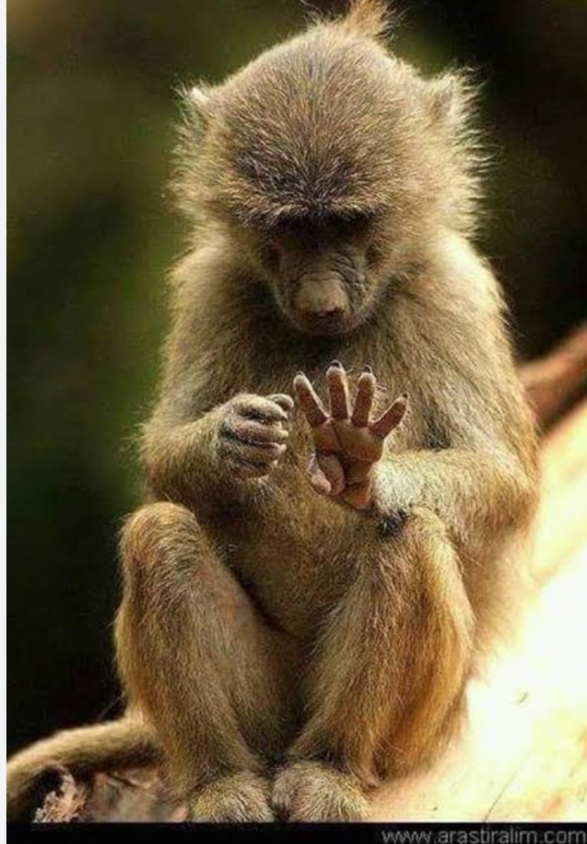 Conqueror tweet media