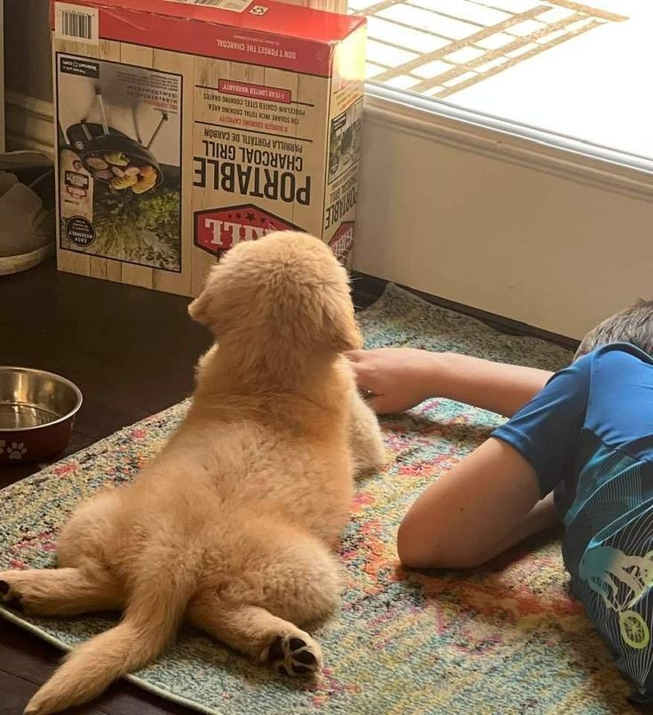 puppies video tweet media