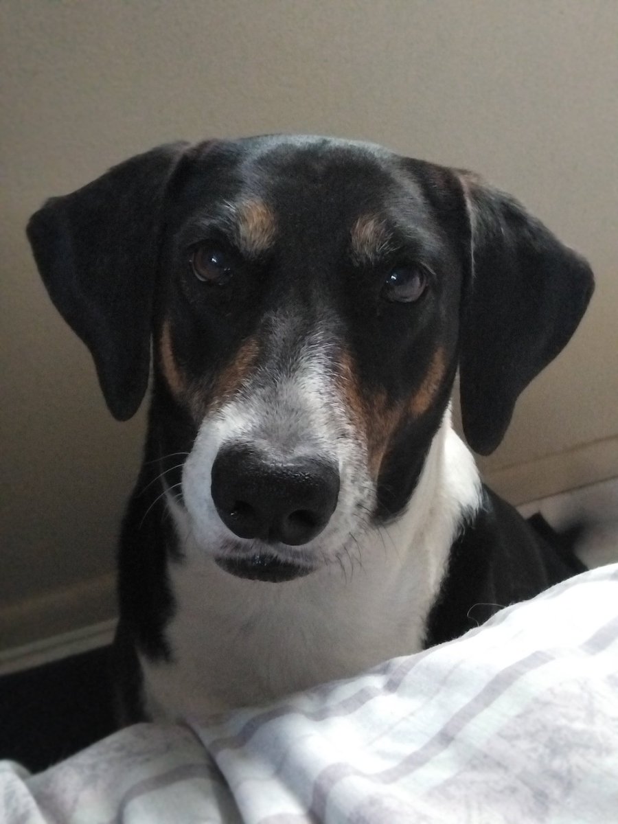 Drommie🌈 the Doxie Mix and Her Saluki Siblings tweet media