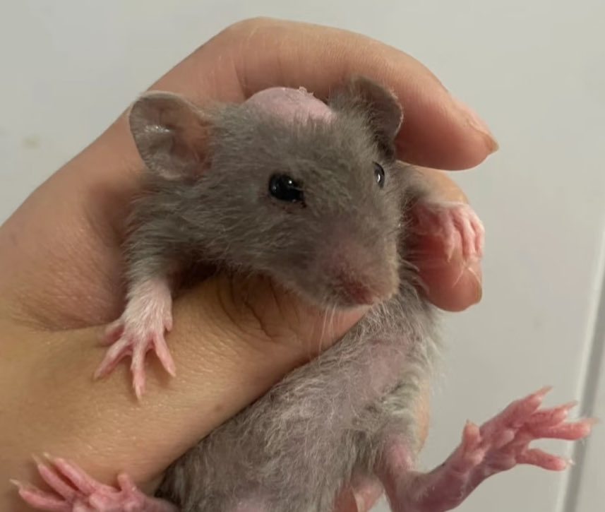 IkeaMafia tweet media