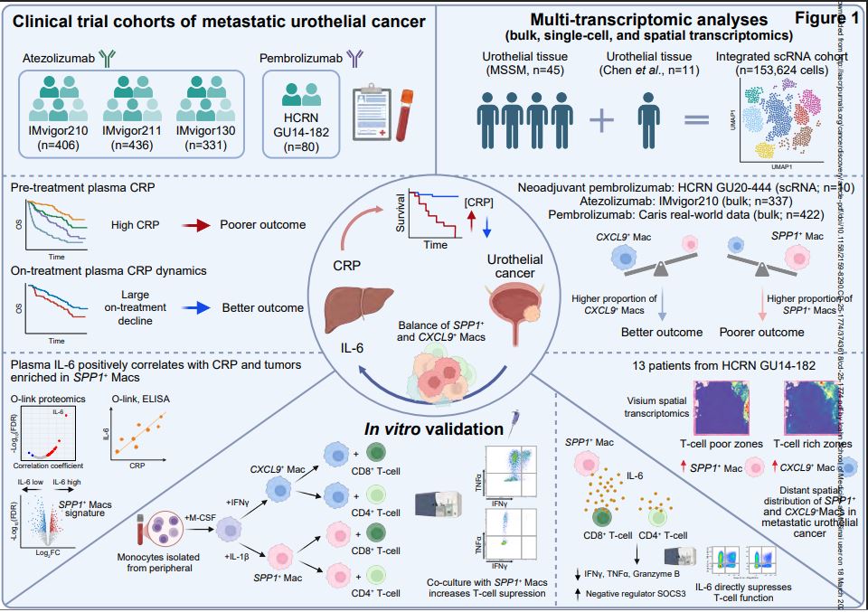 Mount Sinai Tisch Cancer Center tweet media