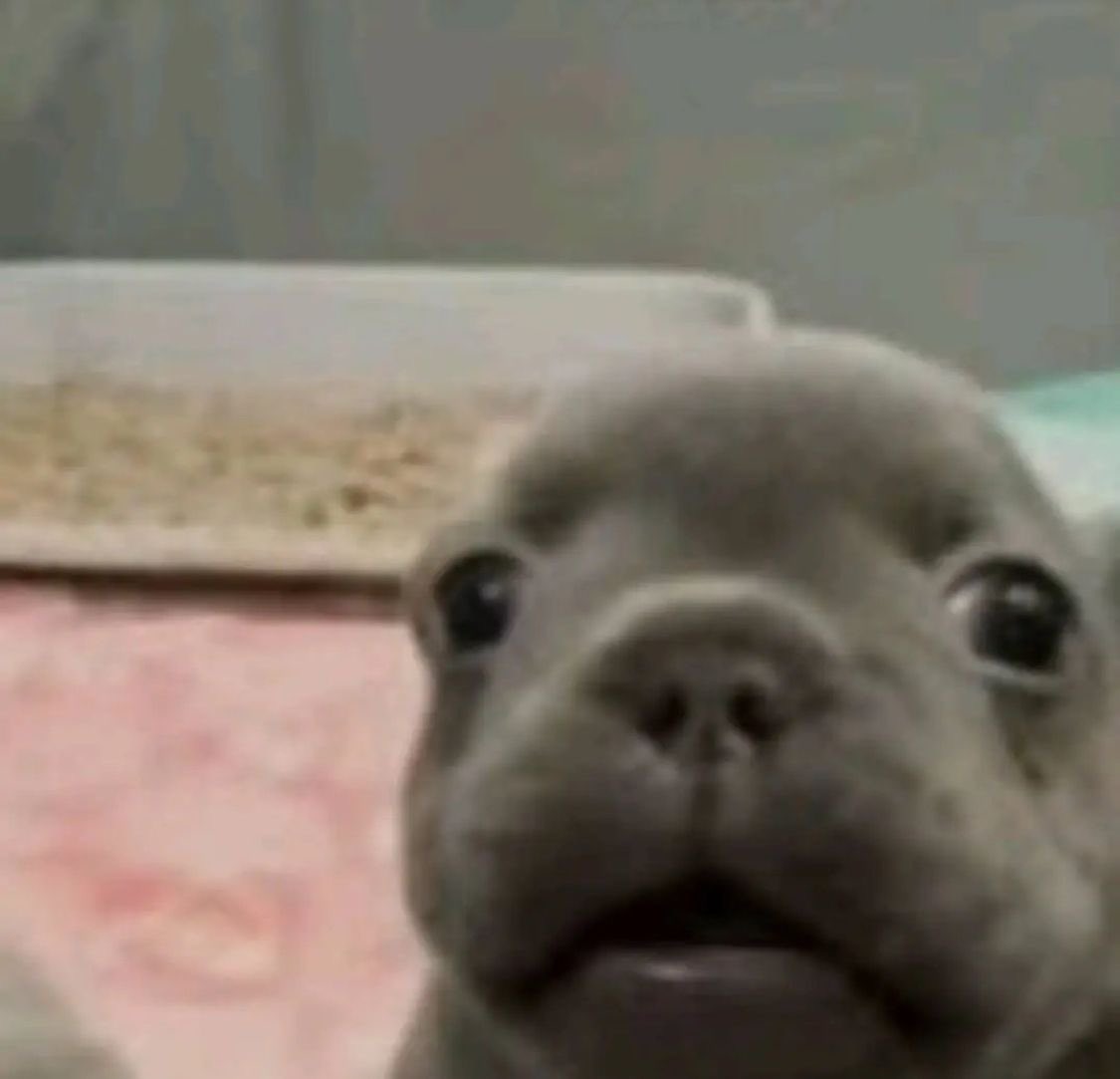 juliano floss cover de calcinha tweet media