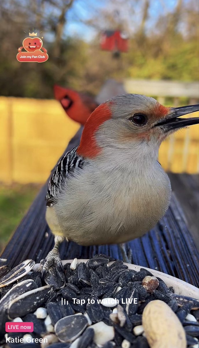☁️💰 The Cloud Siren 💰☁️ tweet media