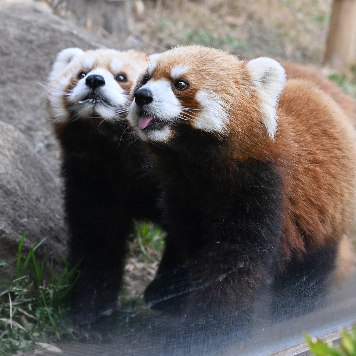 毎日パンダ tweet media