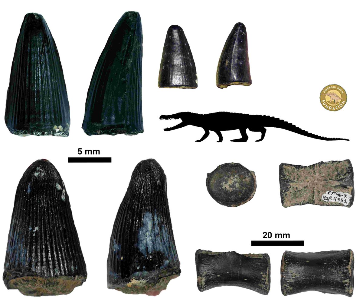 Fundación Dinópolis tweet media