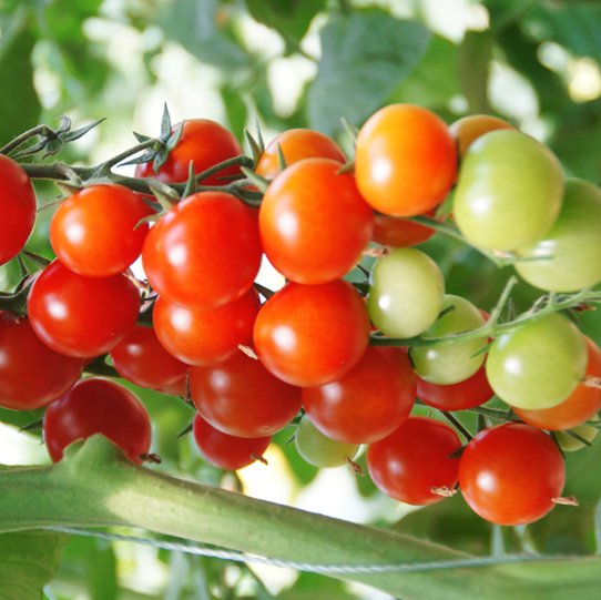 Eduardo GARIBAY tweet media