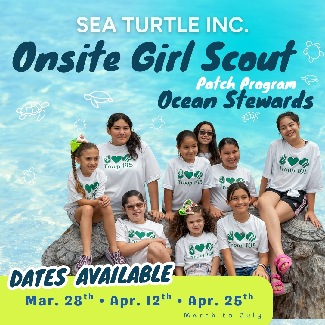 Sea Turtle, Inc. tweet media