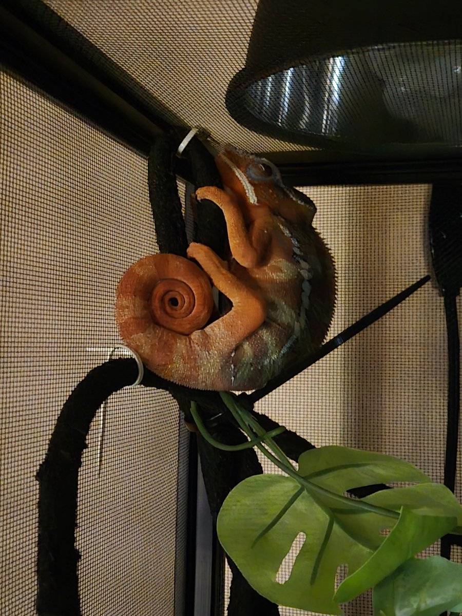 今日丸くなって寝てる！カメレオンらしい感じでカワイイ！