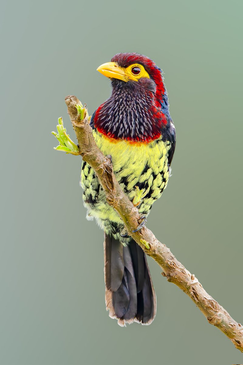 Kenyanbirder tweet media