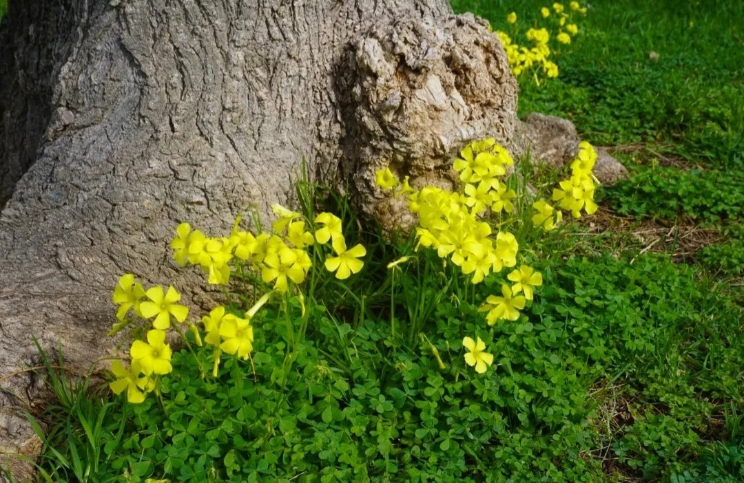 Medio Ambiente UPV tweet media