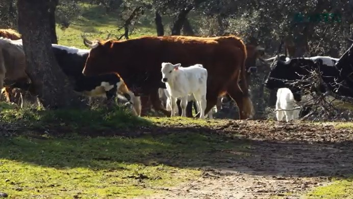 Arabako Foru Aldundia | Diputación Foral de Álava tweet media