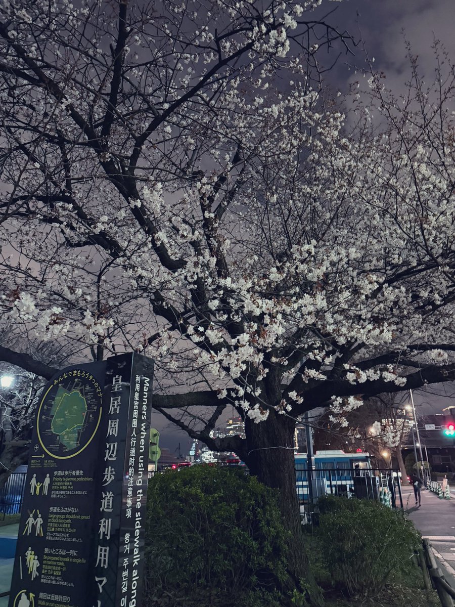 oyayuiui's tweet photo. 桜咲いてた！

#皇居ラン
#桜みんなで食べた https://t.co/wukqVTLVFj