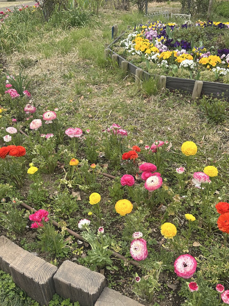 あおい tweet media