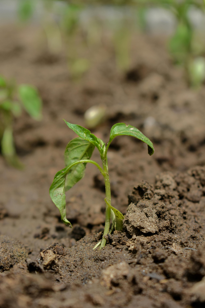 Spencer Rayner tweet media